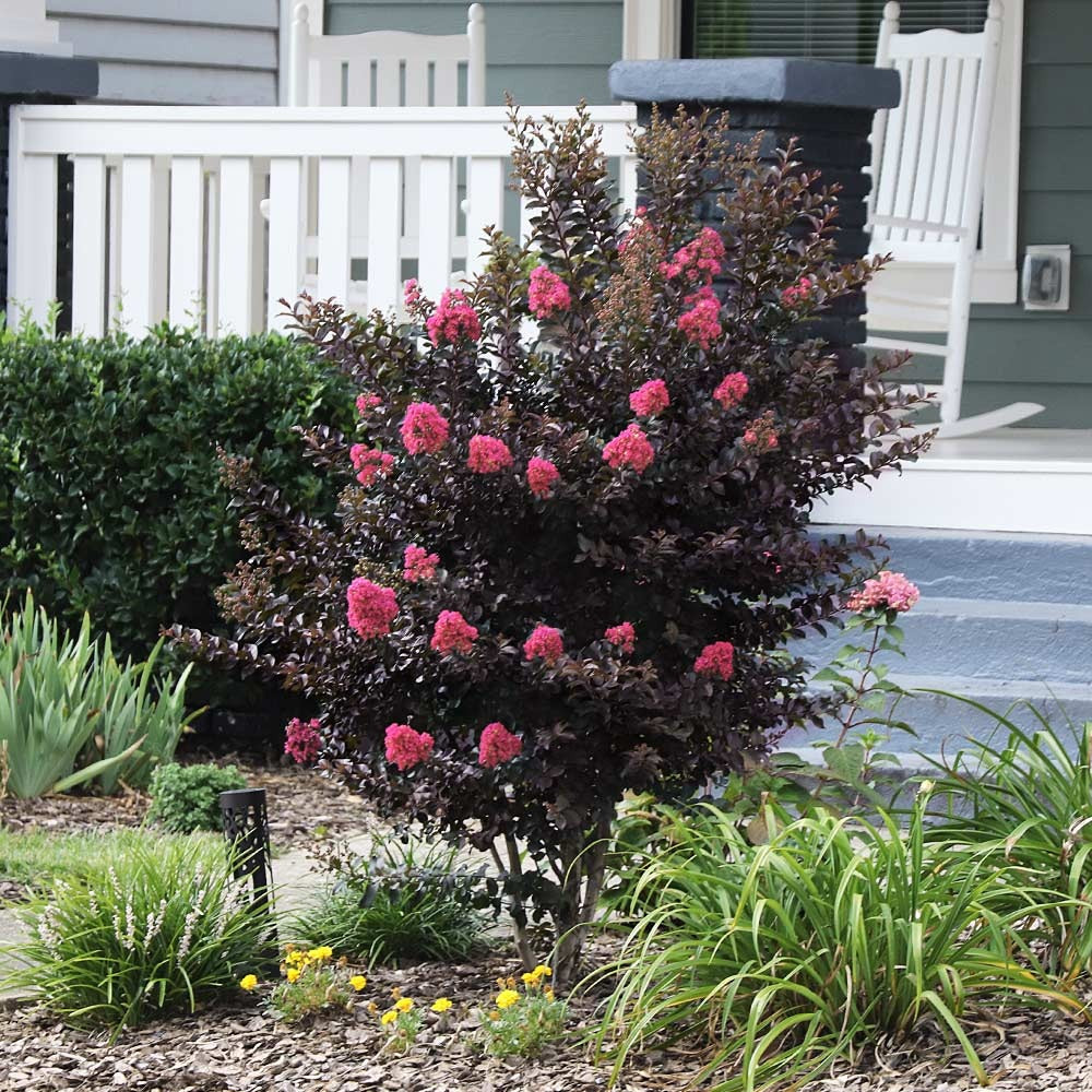 ThunderstruckTM Coral BoomTM Crape Myrtle Tree