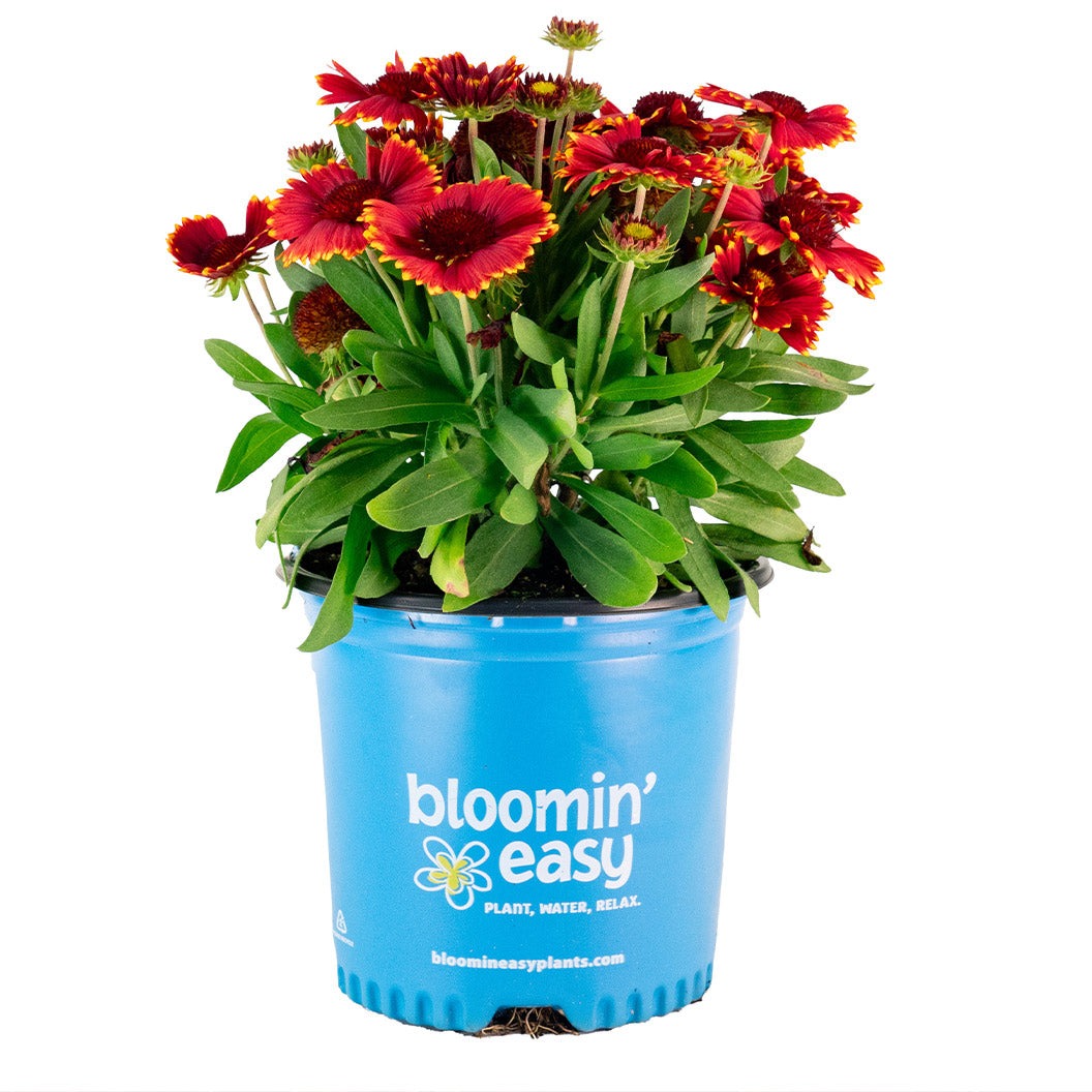 Low RiderTM Gaillardia Plant