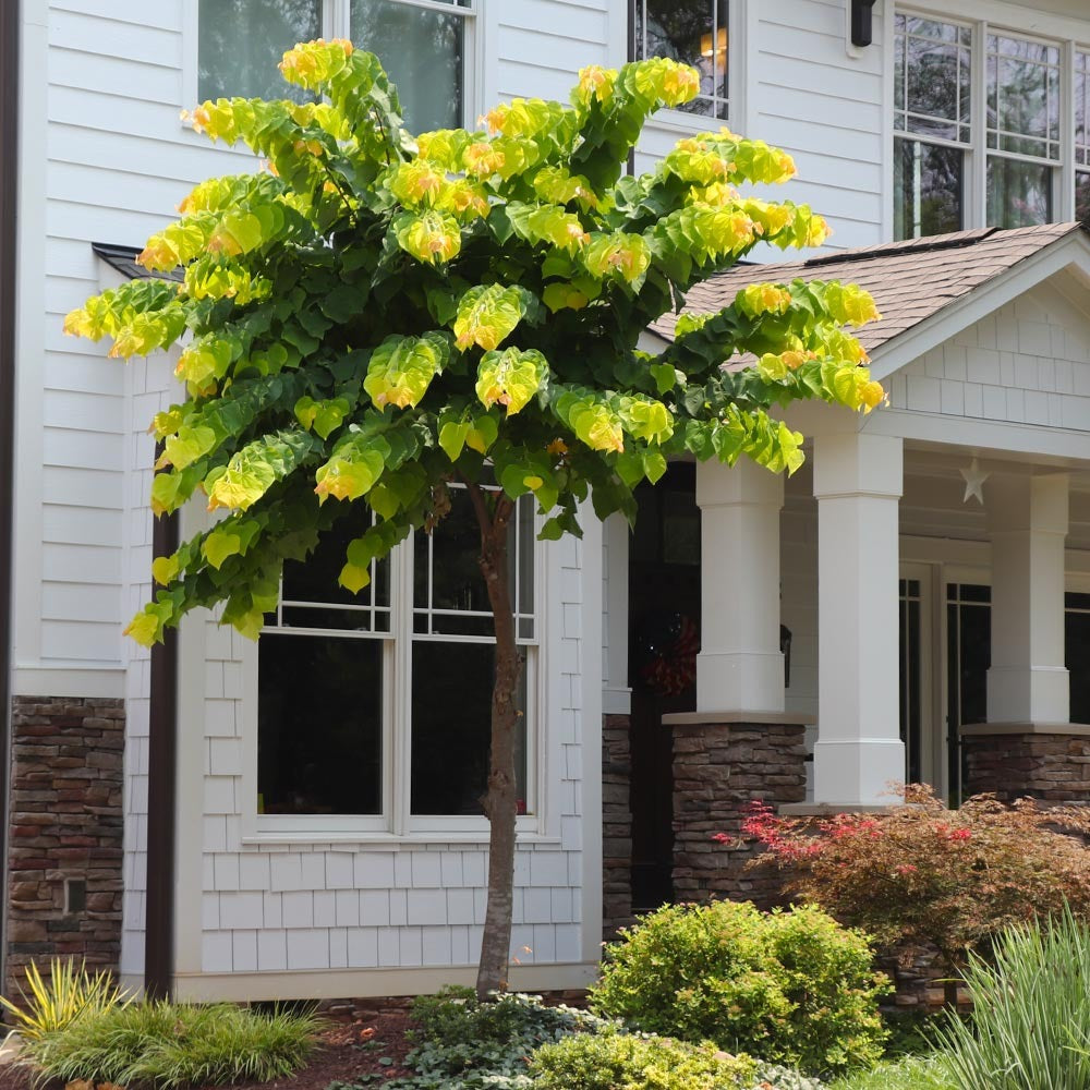 The Rising SunTM Eastern Redbud Tree