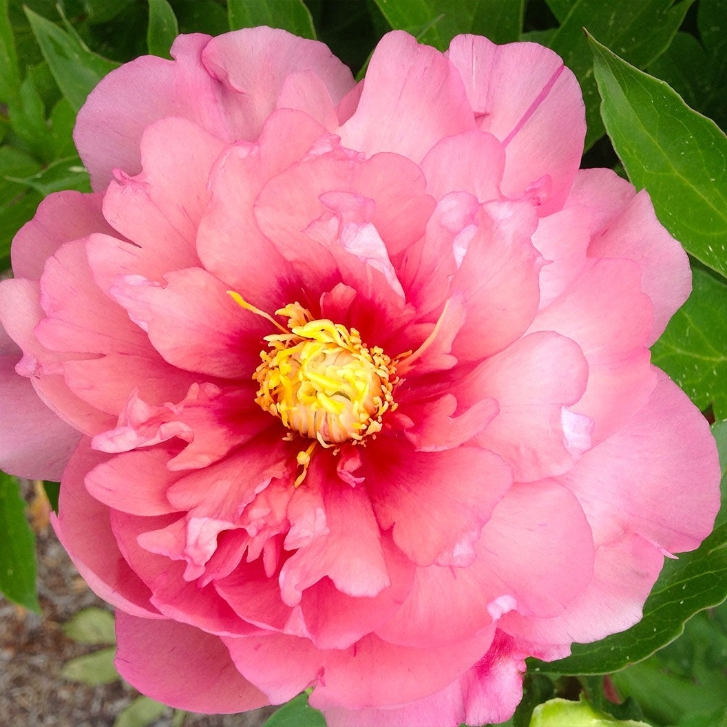 Garden Candy® Strawberry SwirlTM Itoh Peony Plant