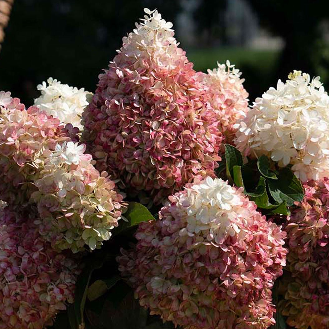 Sweet StarlightTM Hydrangea Tree