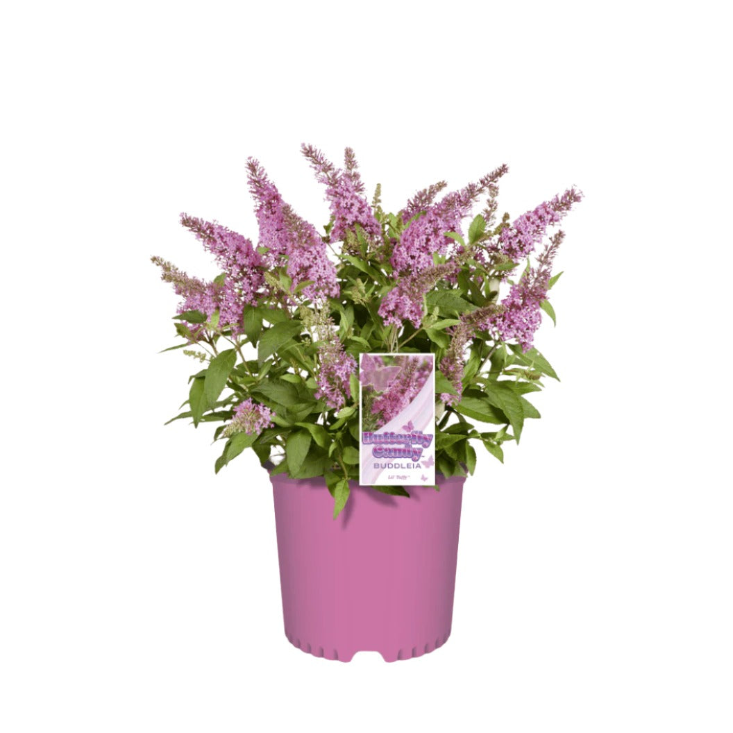 Butterfly Candy® Li'l TaffyTM Butterfly Bush