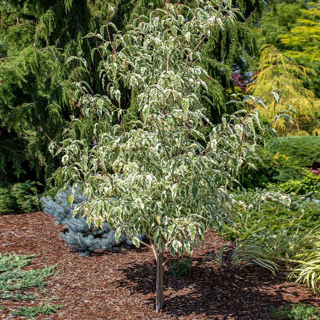 Summer Fun Dogwood Tree