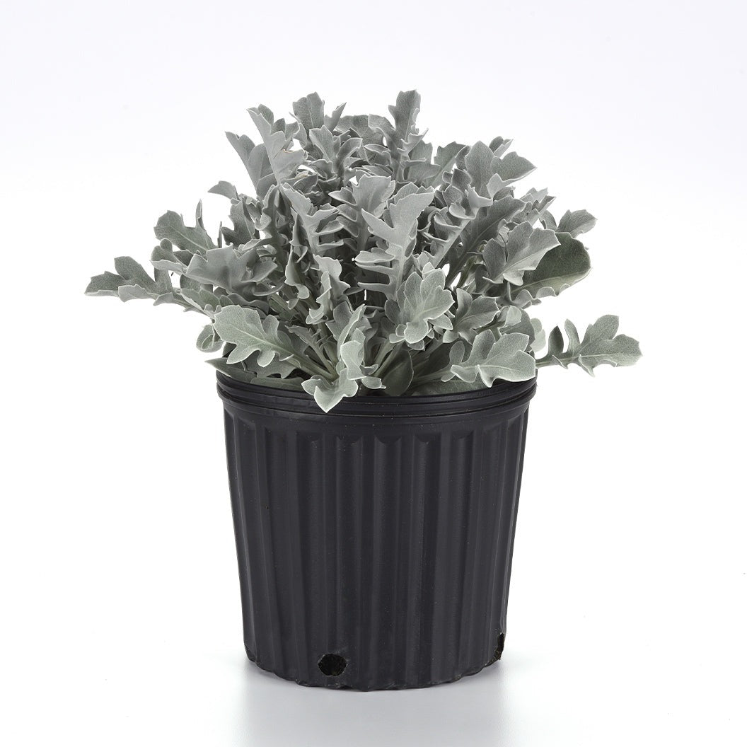 Silver Swirl Dusty Miller Plant