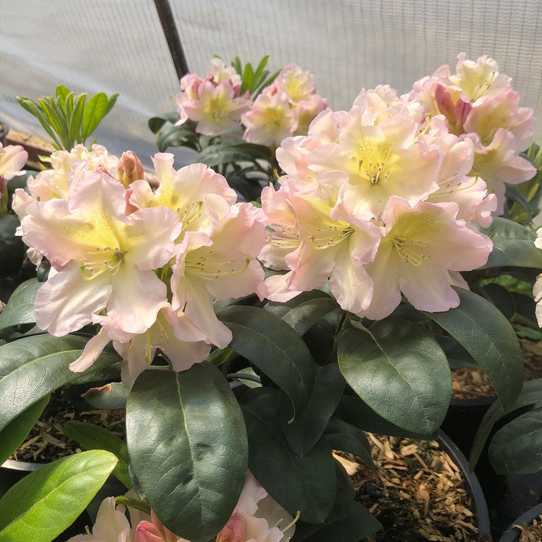 Holden'sTM Peach Hybrid Rhododendron Shrub
