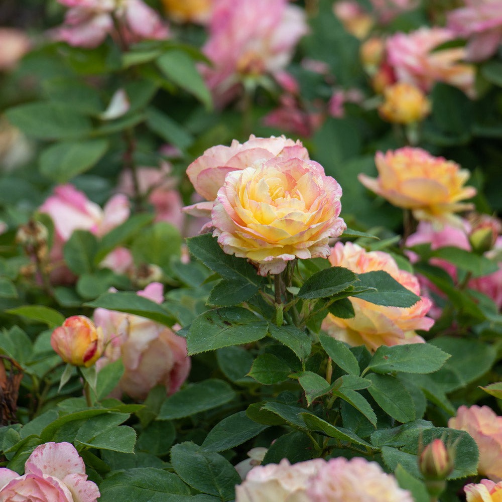 Marc ChagallTM Rose