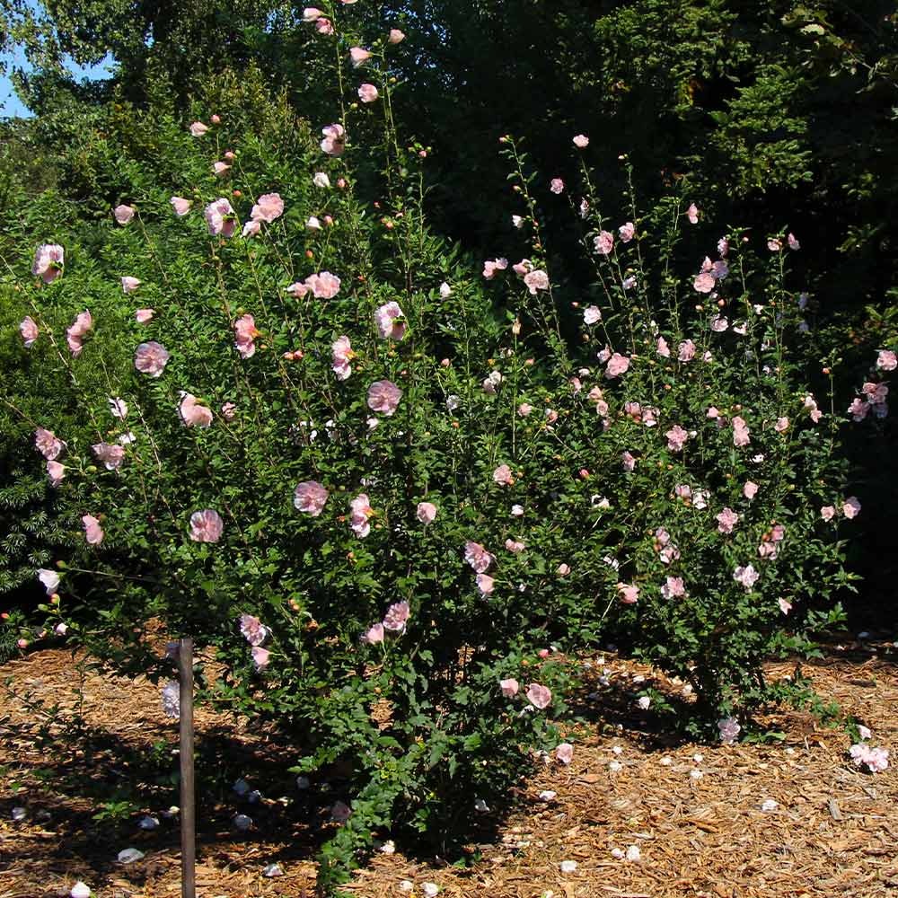 Pink Rose of Sharon Althea Shrub