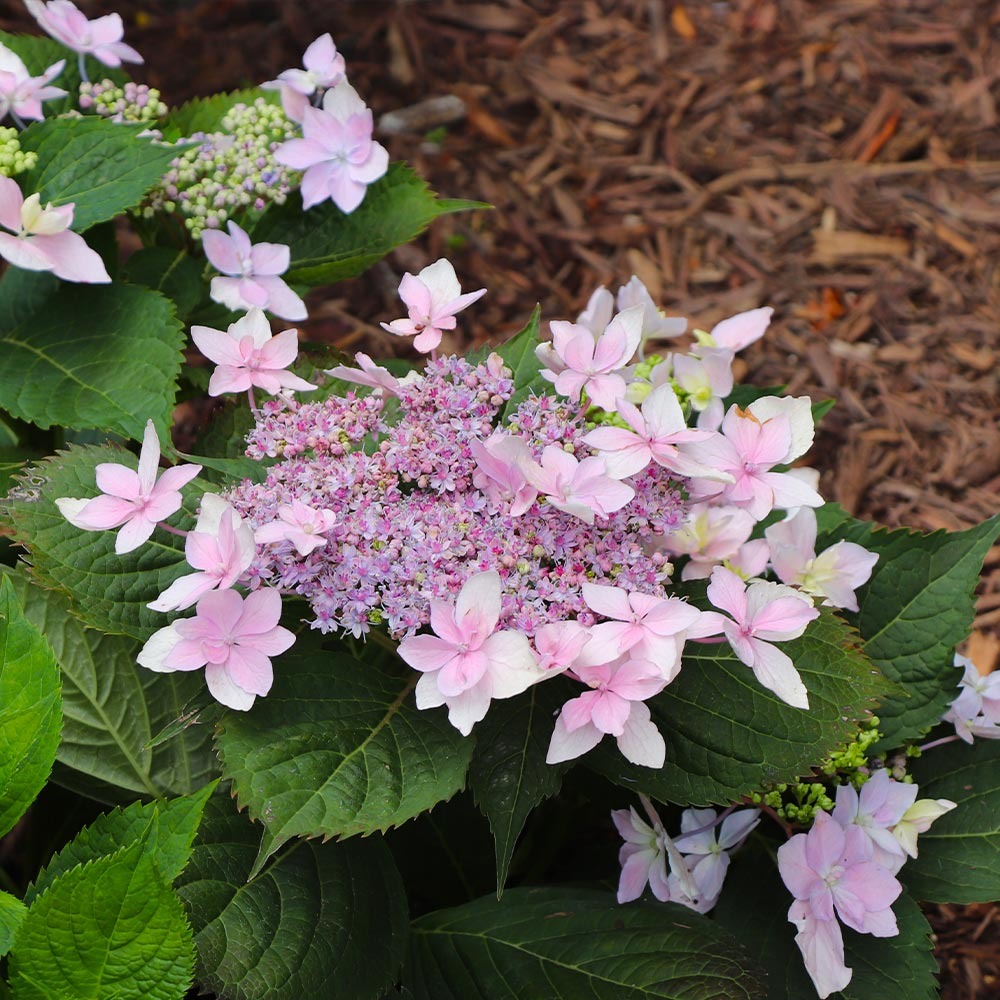 Tuff Stuff Ah-Ha® Hydrangea Shrub