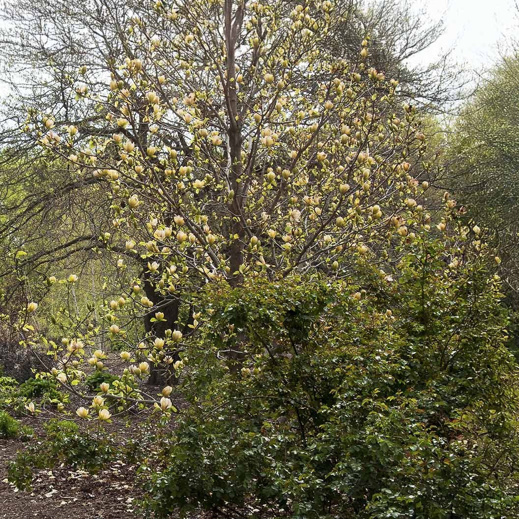 Sunsation Hybrid Magnolia Tree