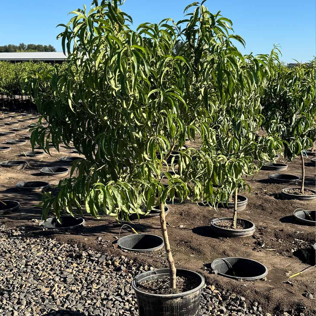Fruit Snacks® Sweet SensationTM Dwarf Peach Tree