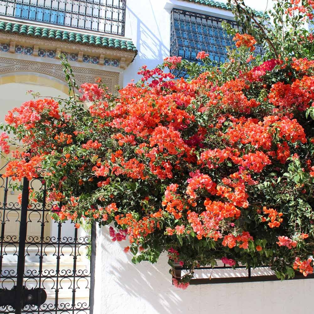 Sundown Orange Bougainvillea Shrub