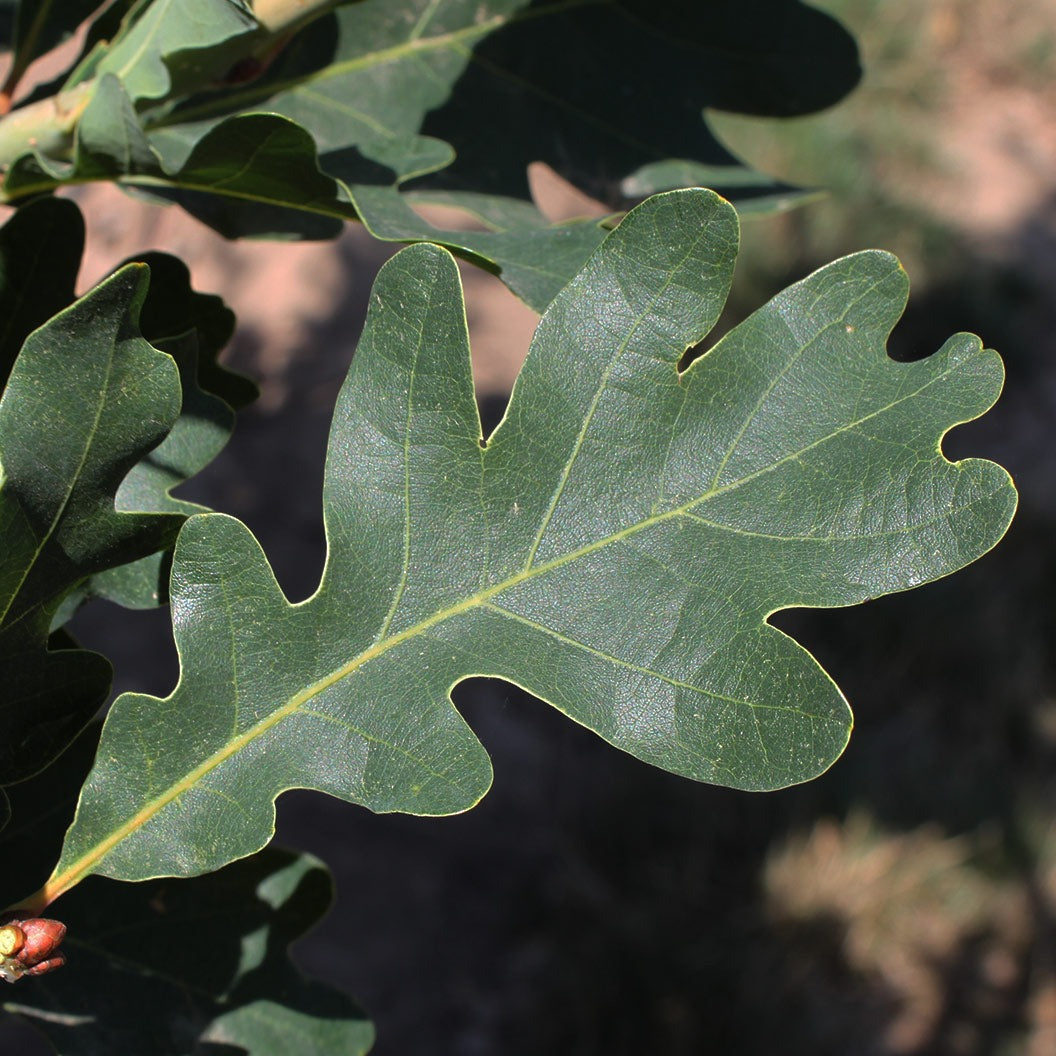Crimson SpireTM Oak Tree