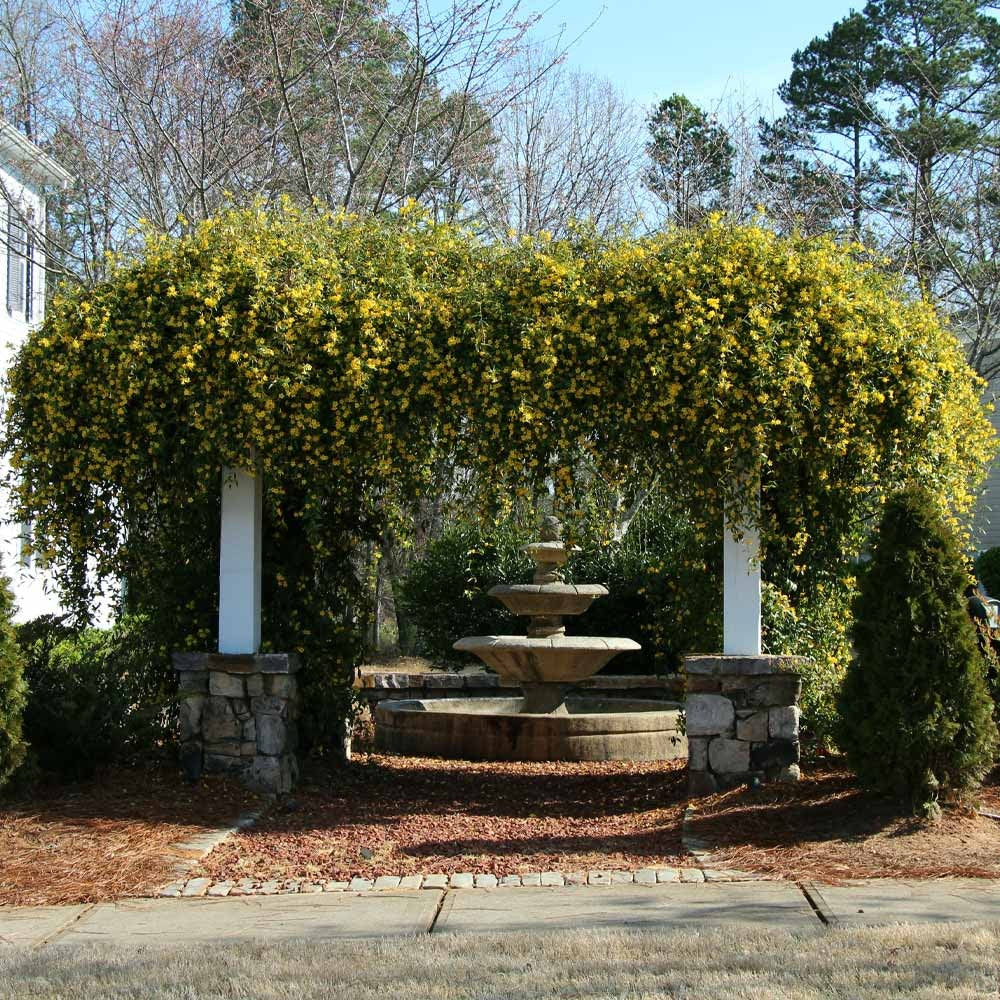 Carolina Jasmine