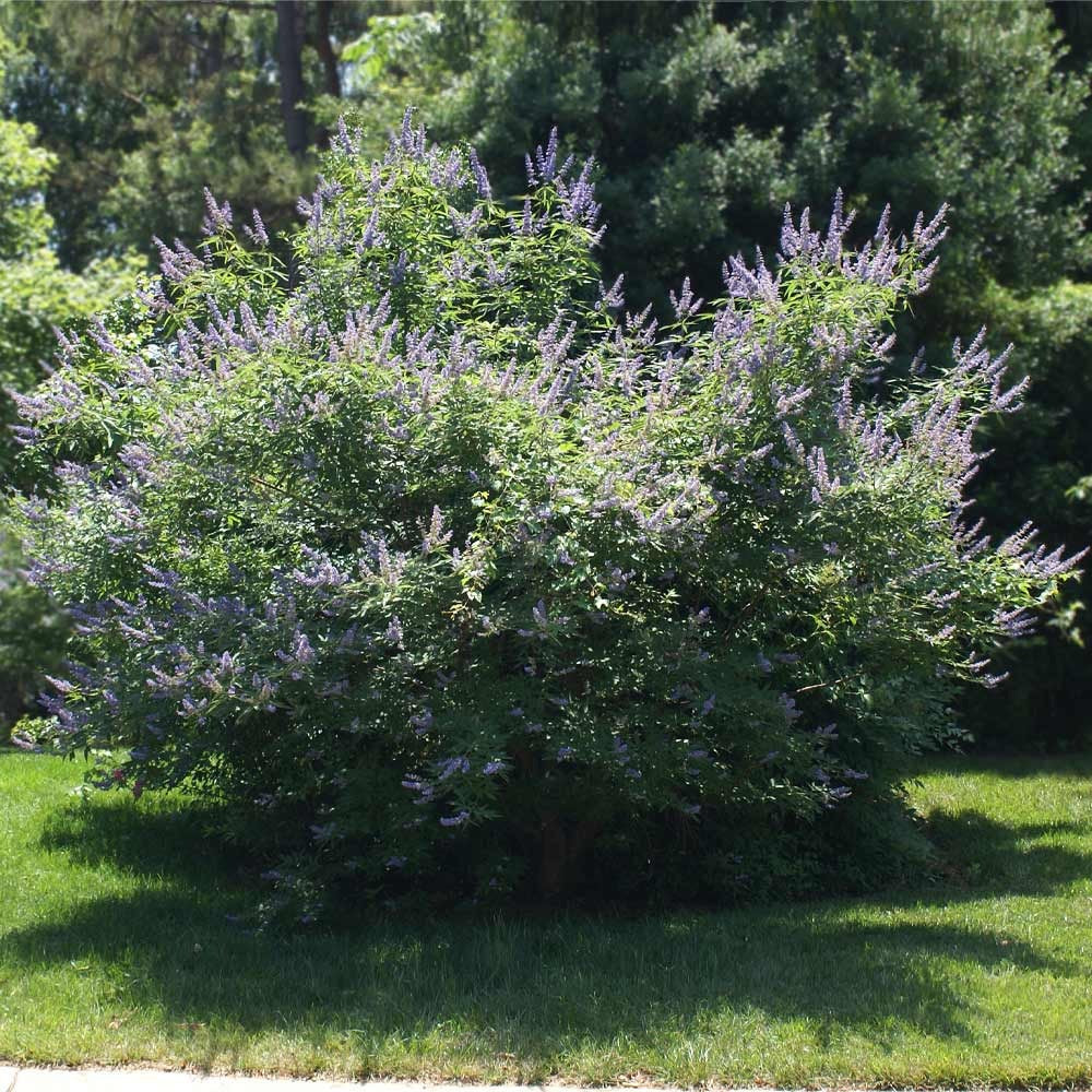 Shoal Creek Vitex Chaste Tree