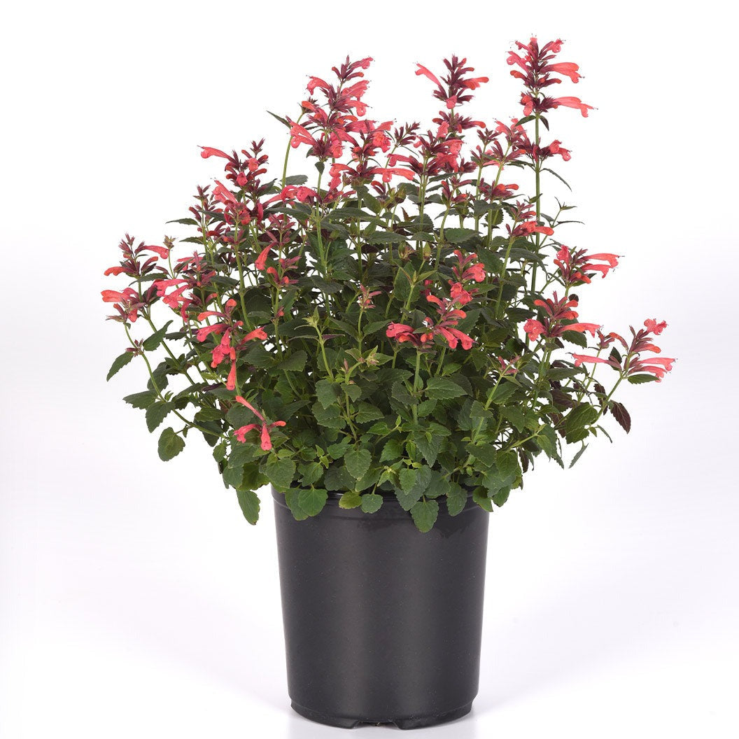 SummerlongTM Coral Agastache Plant