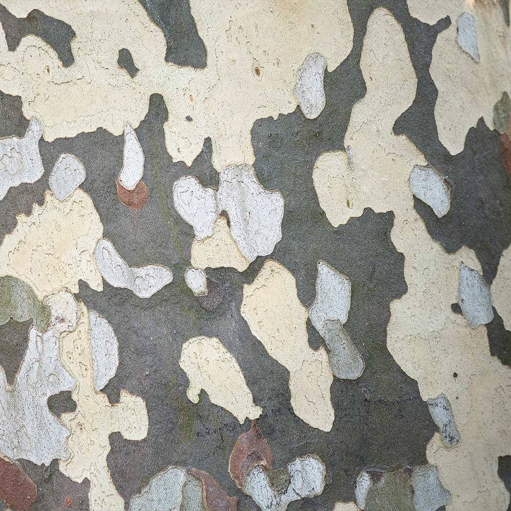 EXCLAMATION!TM London Planetree