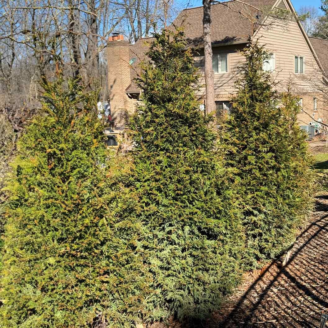 Northern Spire Western Red Cedar Tree