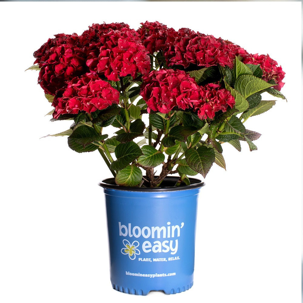 Cherry-Go-RoundTM Hydrangea Shrub