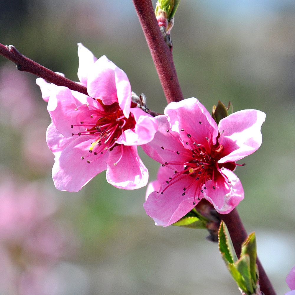 O'Henry Peach Tree California
