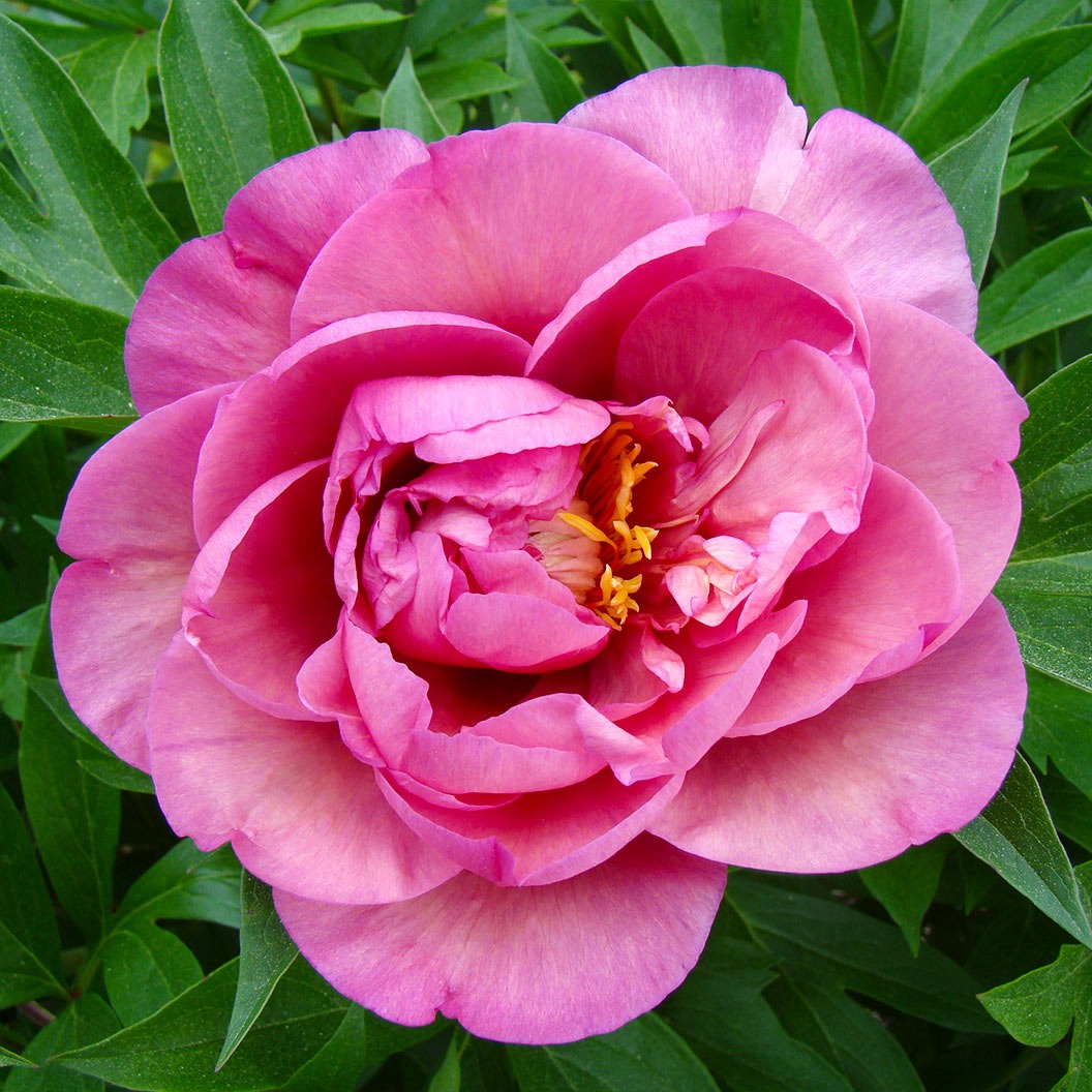 Garden Candy® Double Bubble PinkTM Itoh Peony Plant