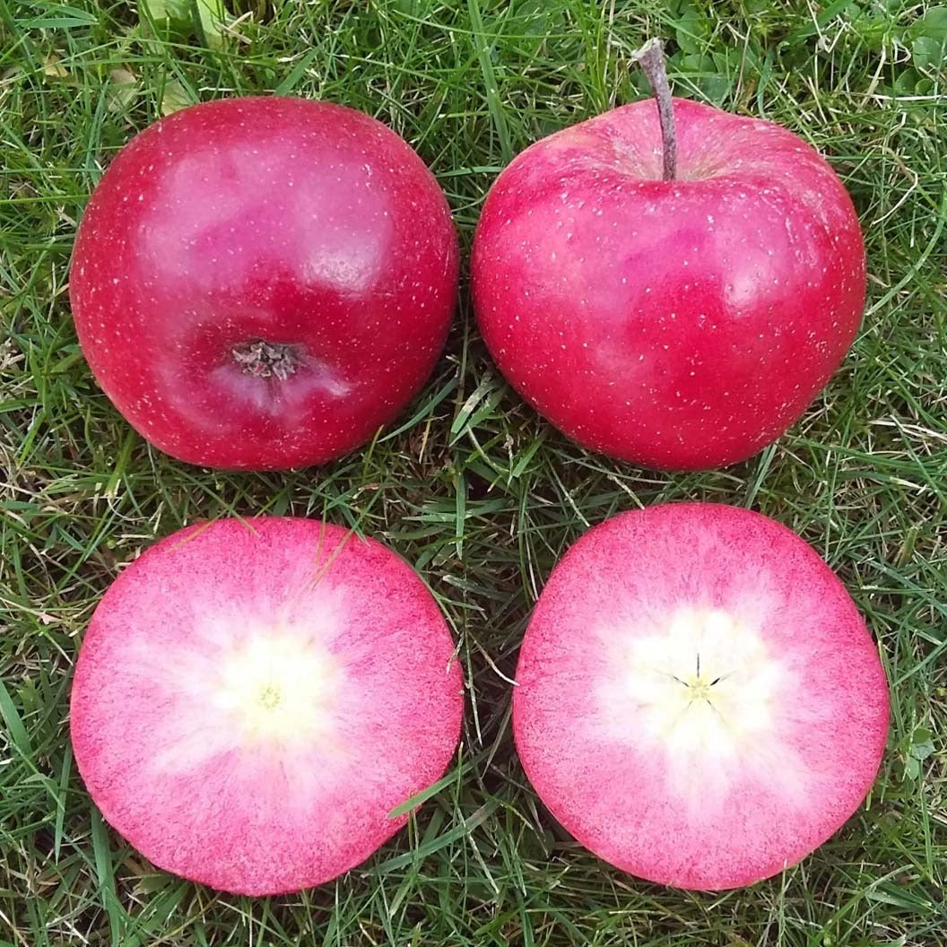 Fruit Snacks® All RedTM Columnar Apple Tree
