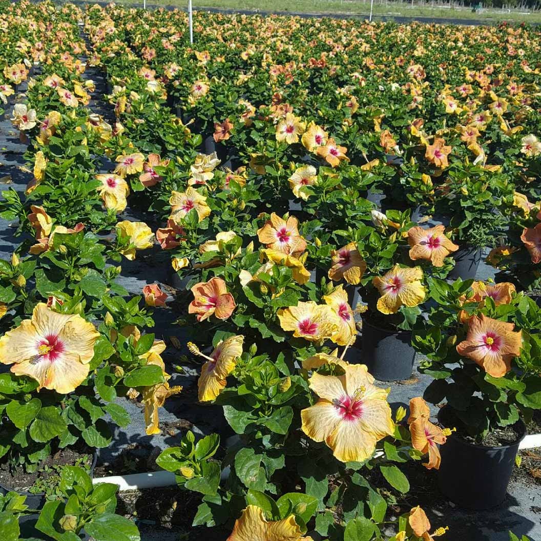 Proven Winners® Golden GlobeTM Hollywood® Hibiscus