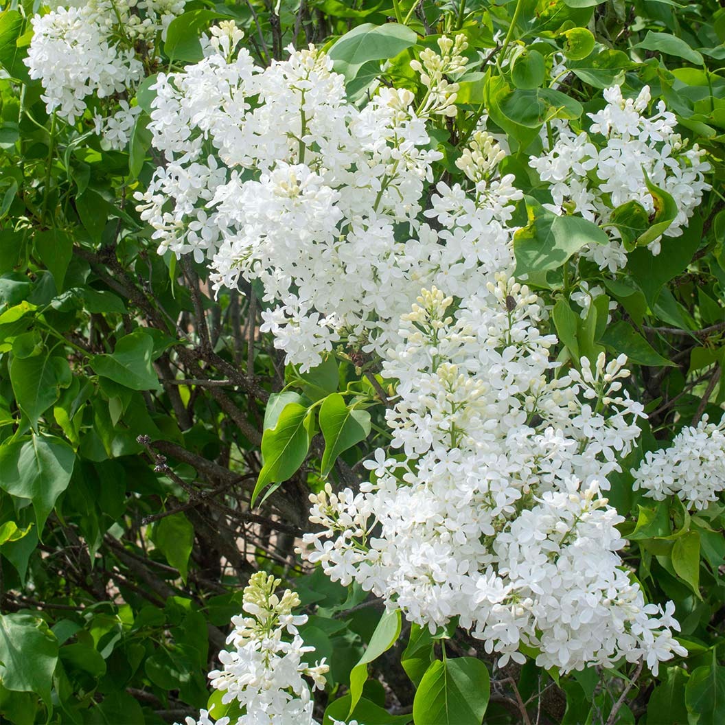New AgeTM White Syringa Shrub