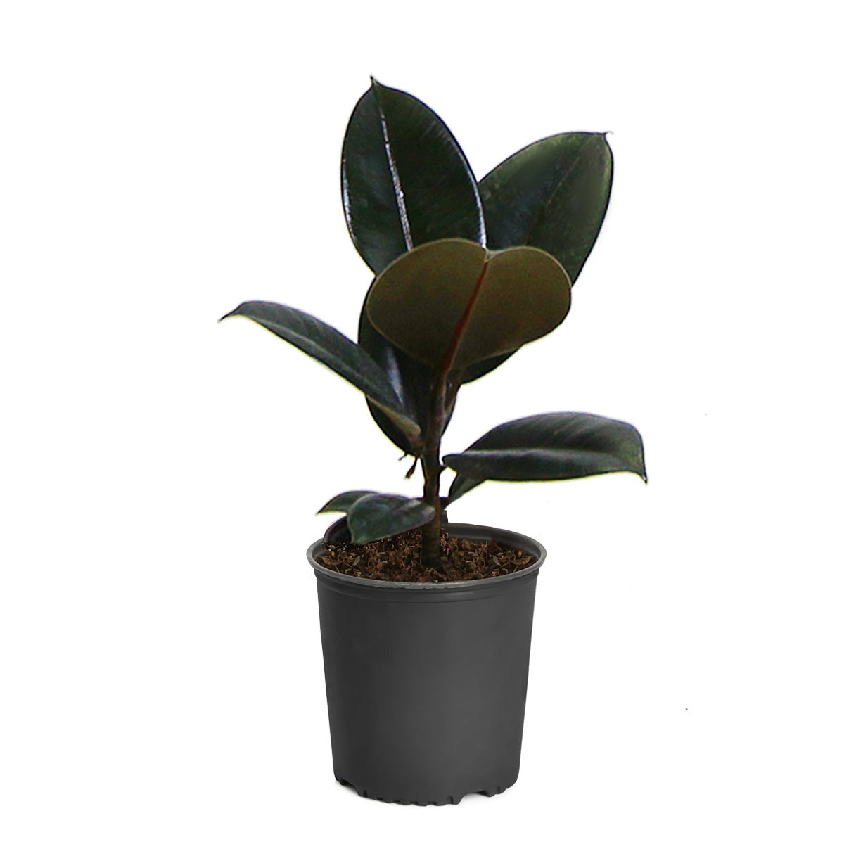 Rubber Plant (Ficus)
