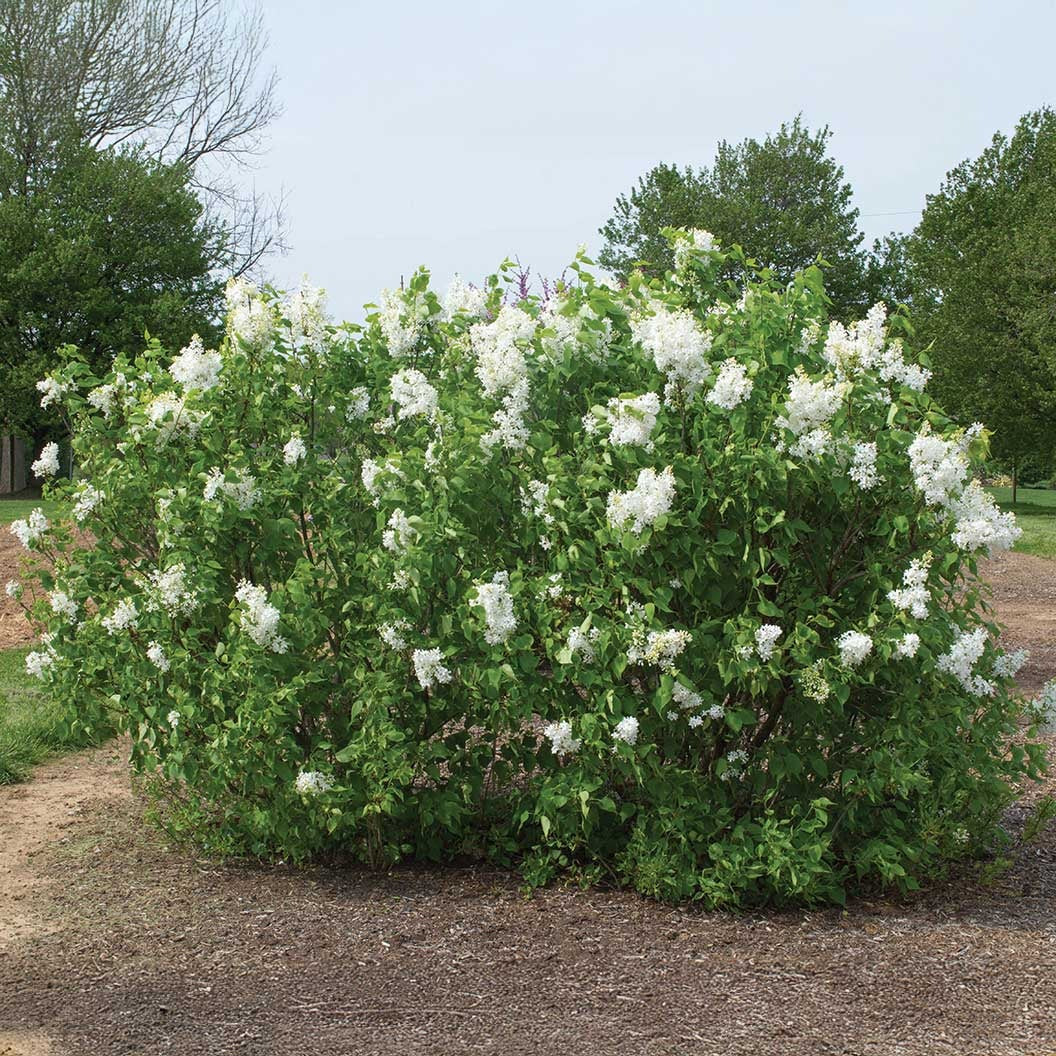 New AgeTM White Syringa Shrub