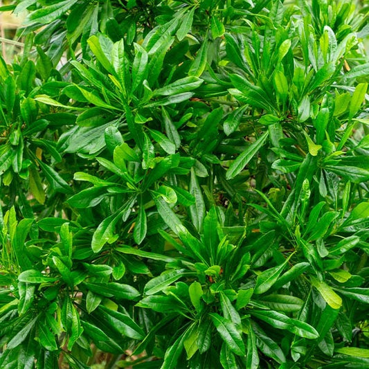 Emerald Ice Green Hopbush Shrub