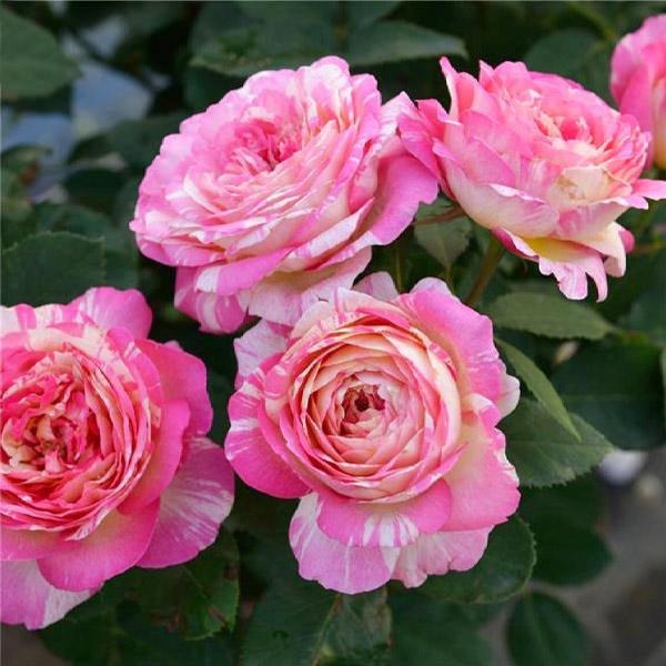 Marc ChagallTM Rose