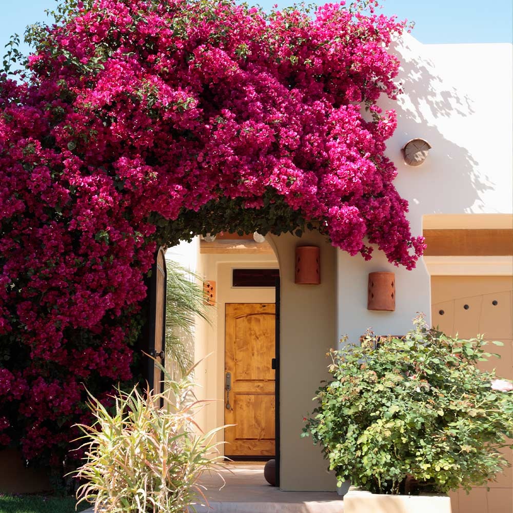 Barbara Karst Bougainvillea Vine