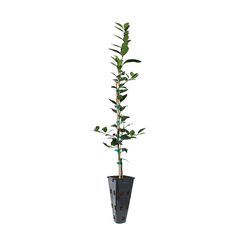 Persian 'Bearss' Lime Tree