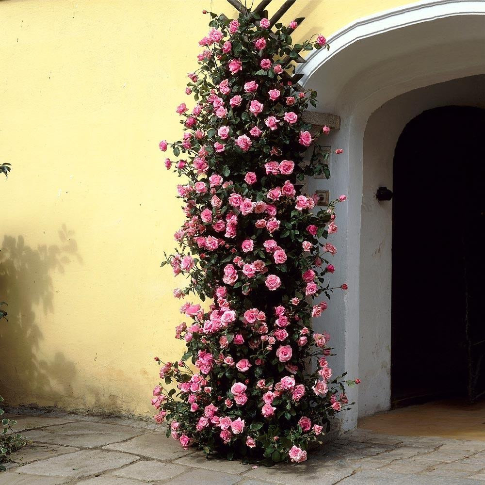 Zephirine Drouhin Climbing Rose Shrub