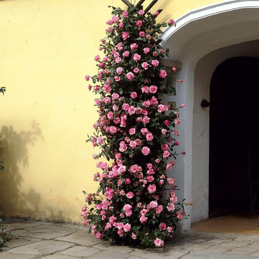 Zephirine Drouhin Climbing Rose Shrub