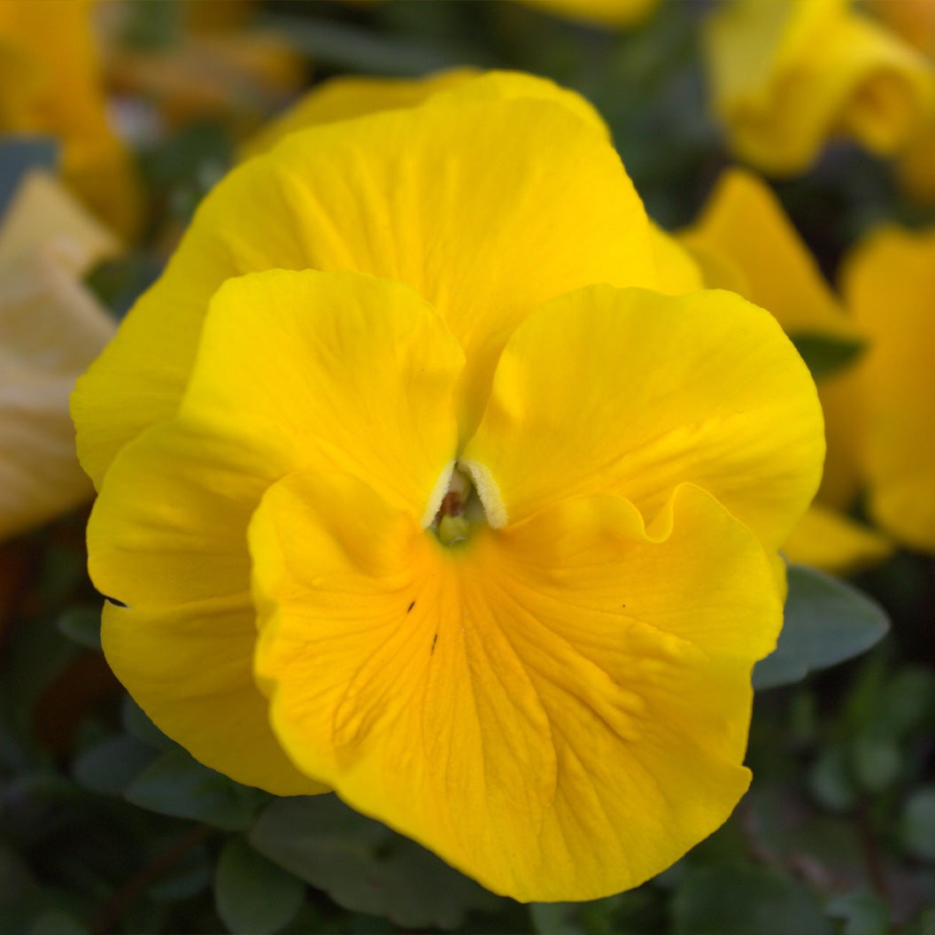 DeltaTM Pro Clear Yellow Pansy Plant