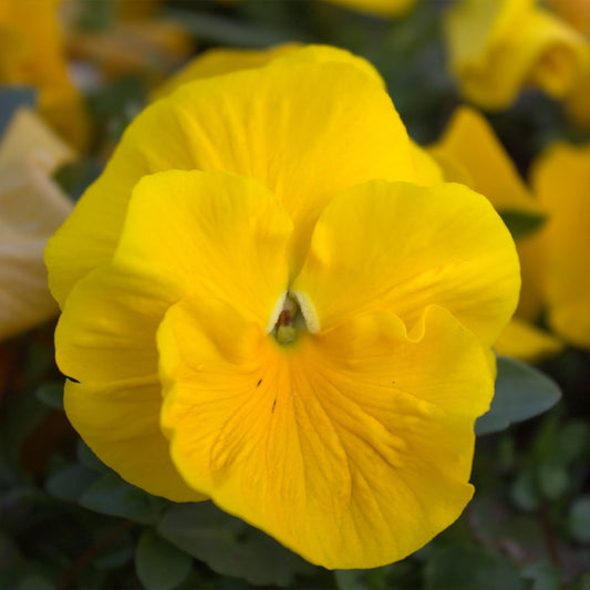 DeltaTM Pro Clear Yellow Pansy Plant