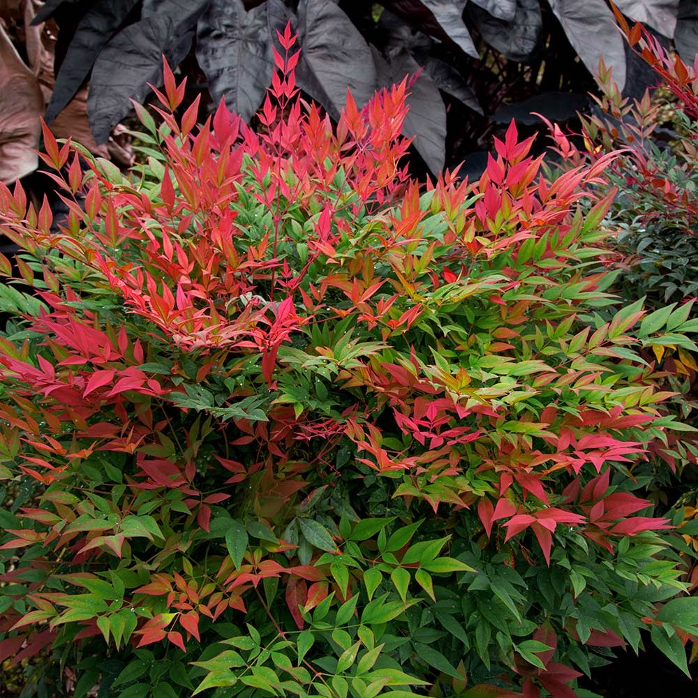 Southern Living® ObsessionTM Nandina Shrub