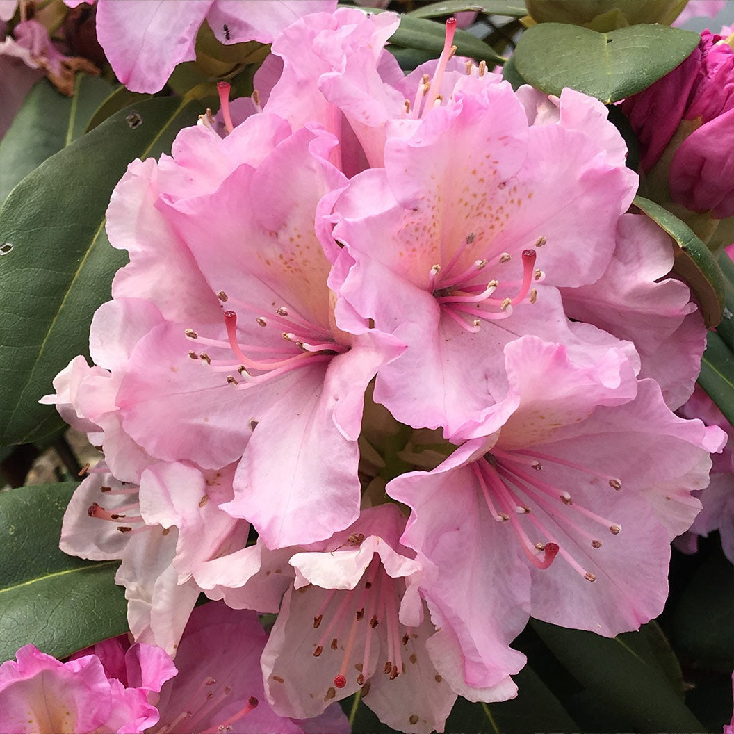 Holden'sTM Pink Hybrid Rhododendron Shrub