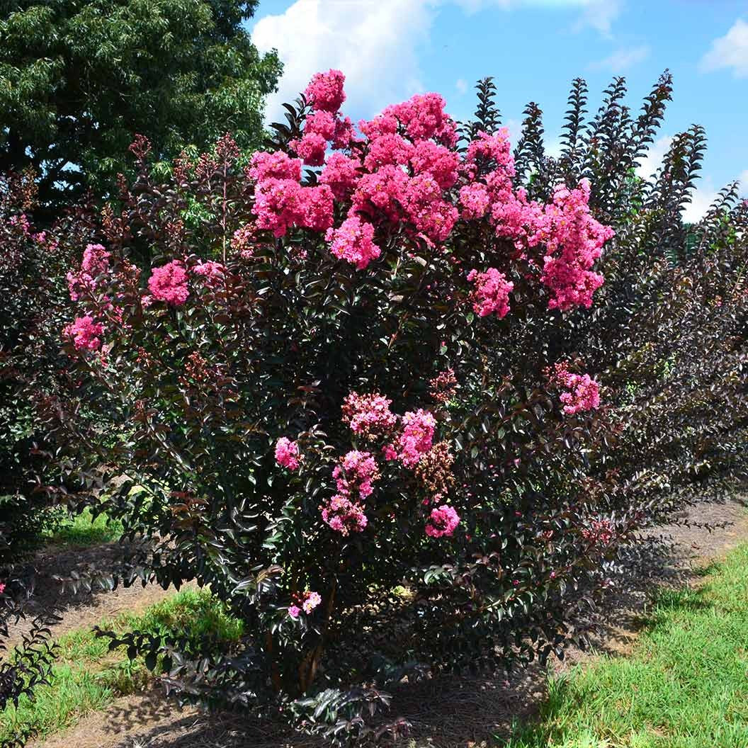 First Editions® Twilight MagicTM Crape Myrtle