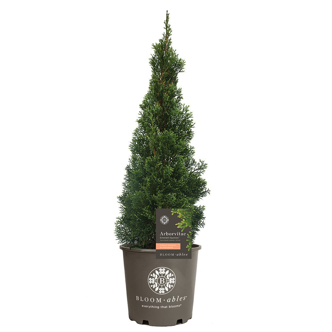 Emerald SqueezeTM Thuja Tree