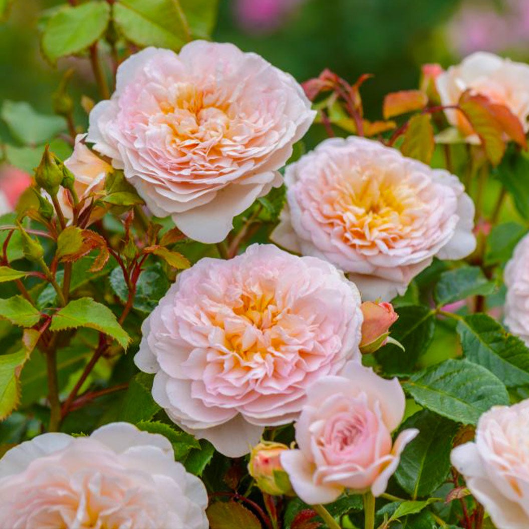 David Austin® Emily BrontëTM Rose Shrub