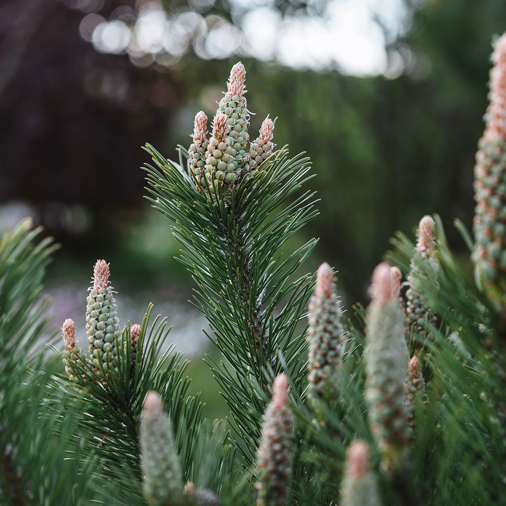 Dwarf Mugo Pine Shrub