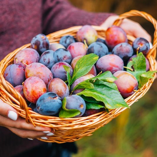 4-in-1 Plum Tree