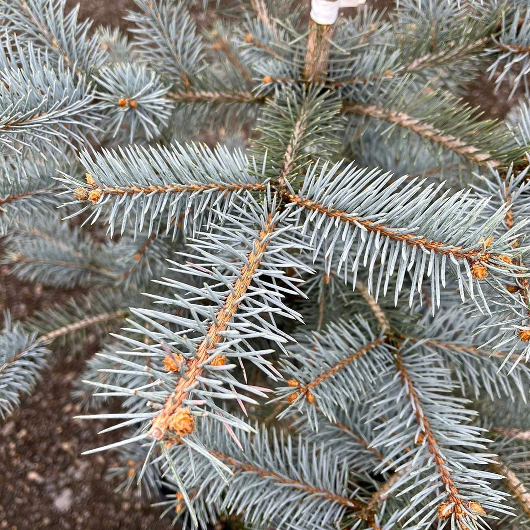 Blue Diamond Spruce Tree