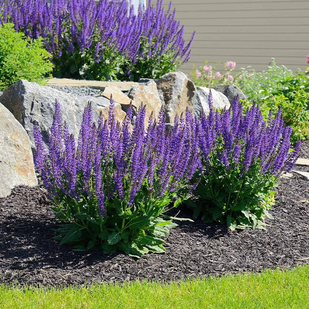 Perennial Plants