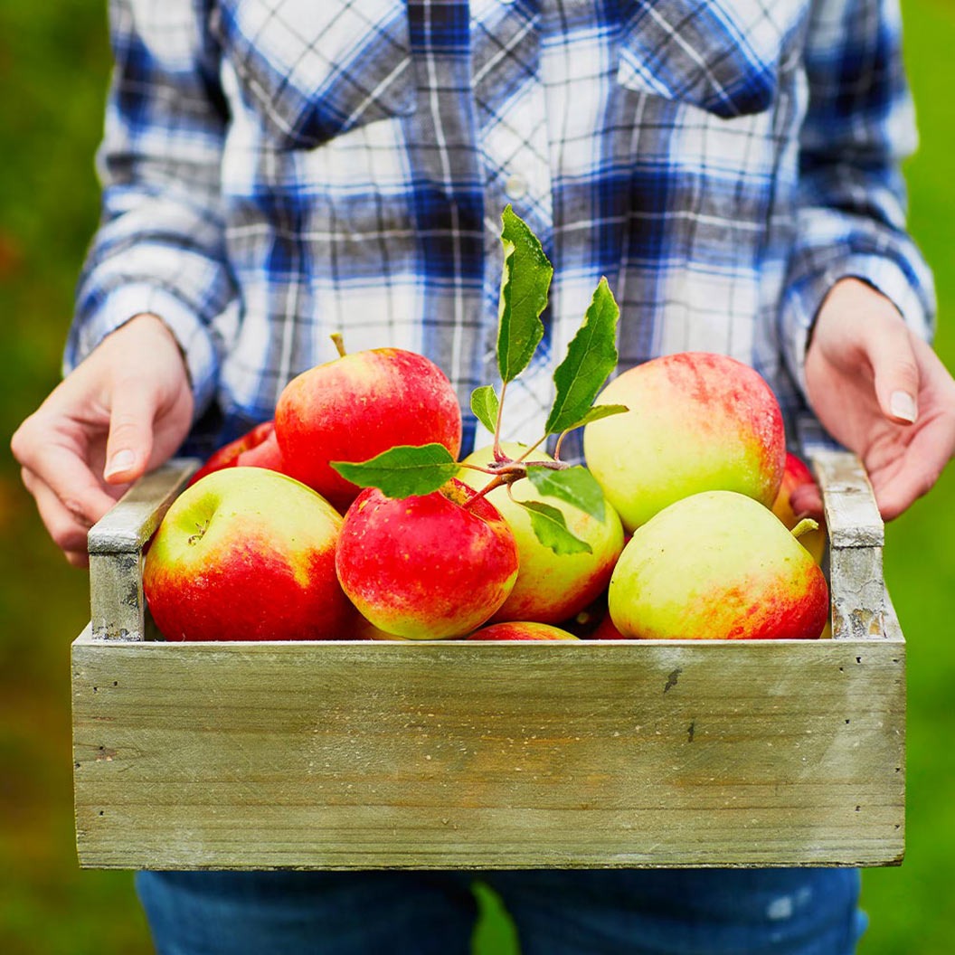 McIntosh Apple Tree