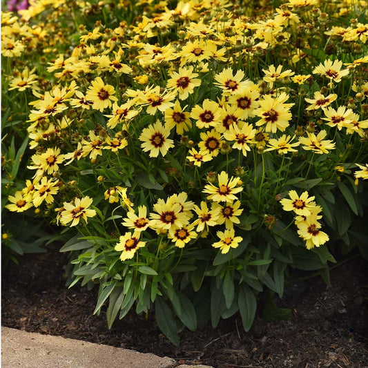 UpTickTM Yellow & Red Coreopsis Plant