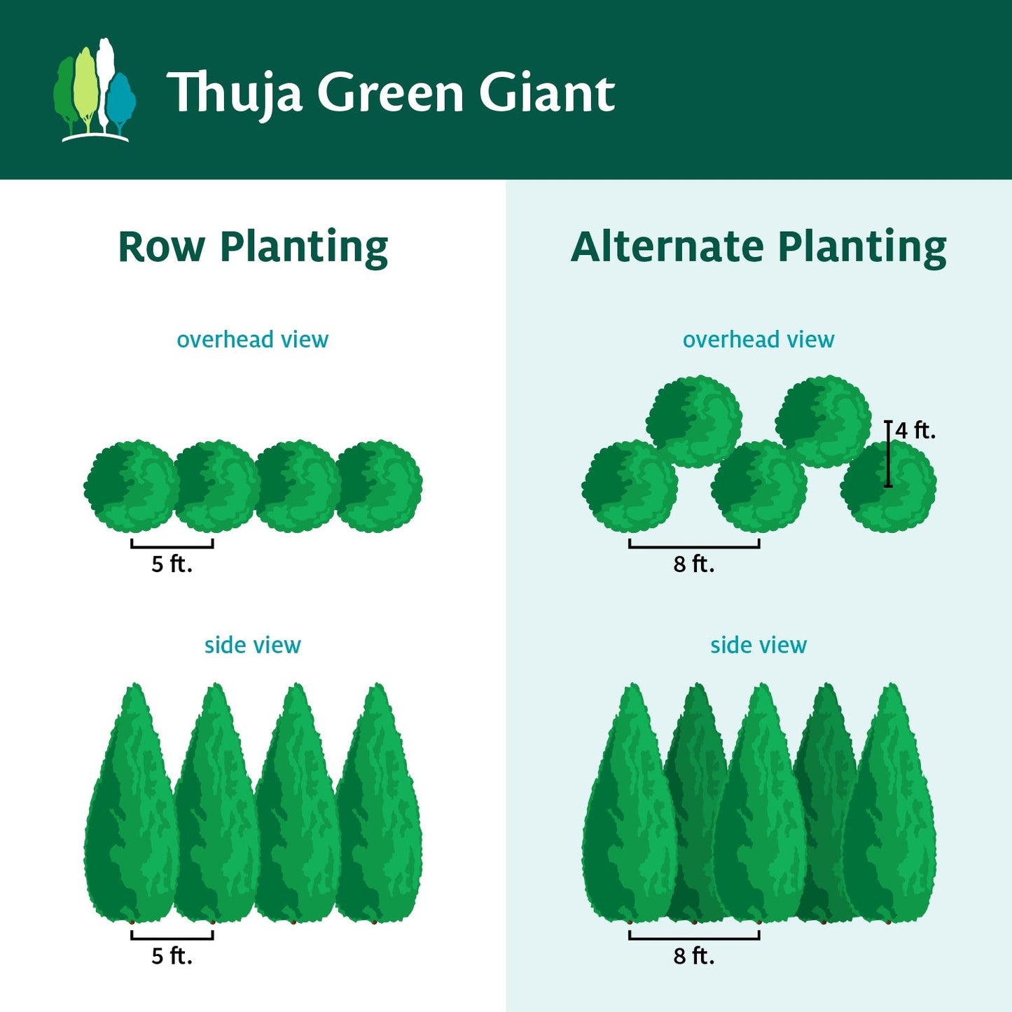 Thuja Green Giant Arborvitae