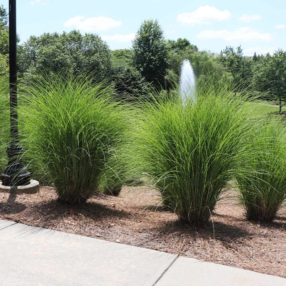 Perennial Plants